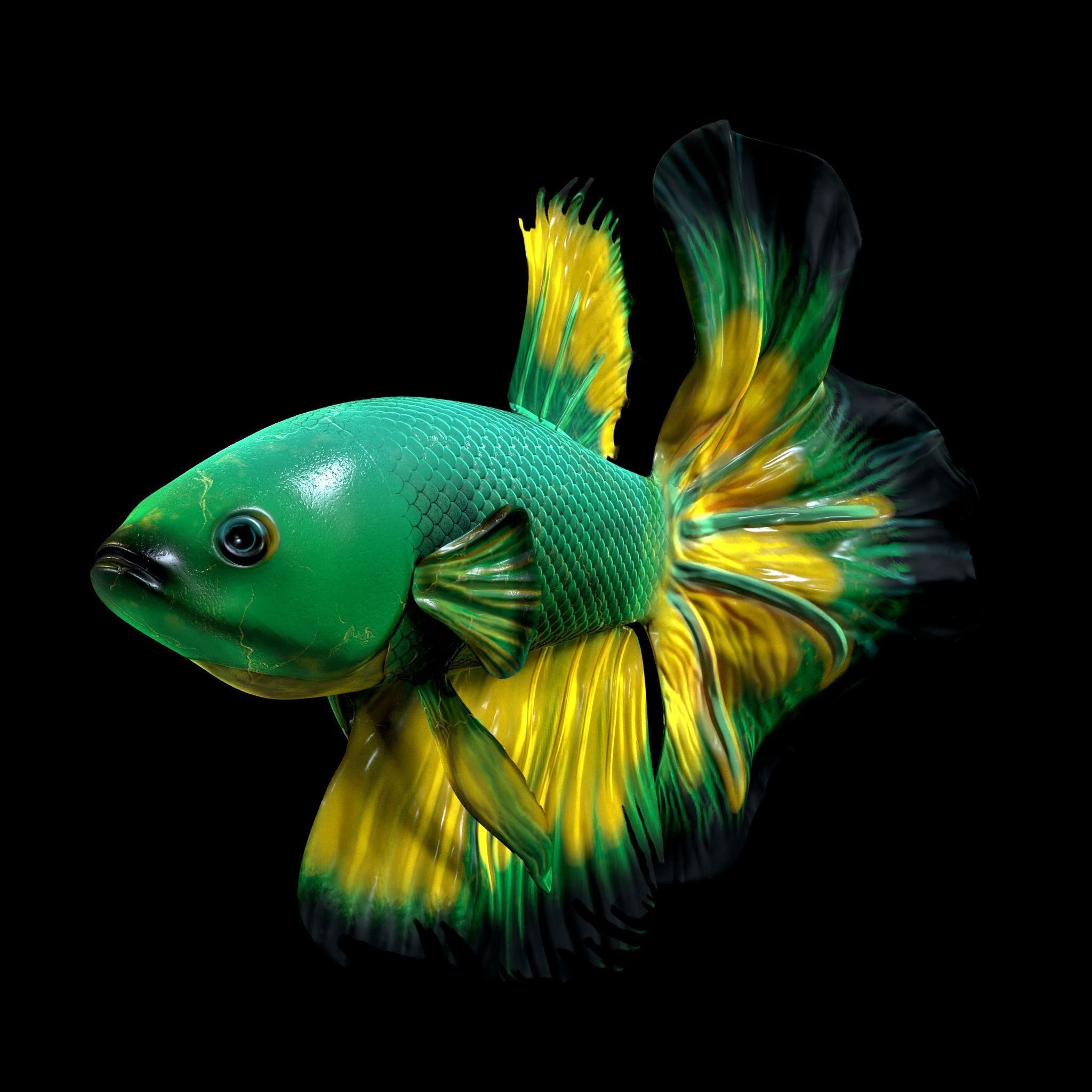 Betta fish Low-poly 3D model_10