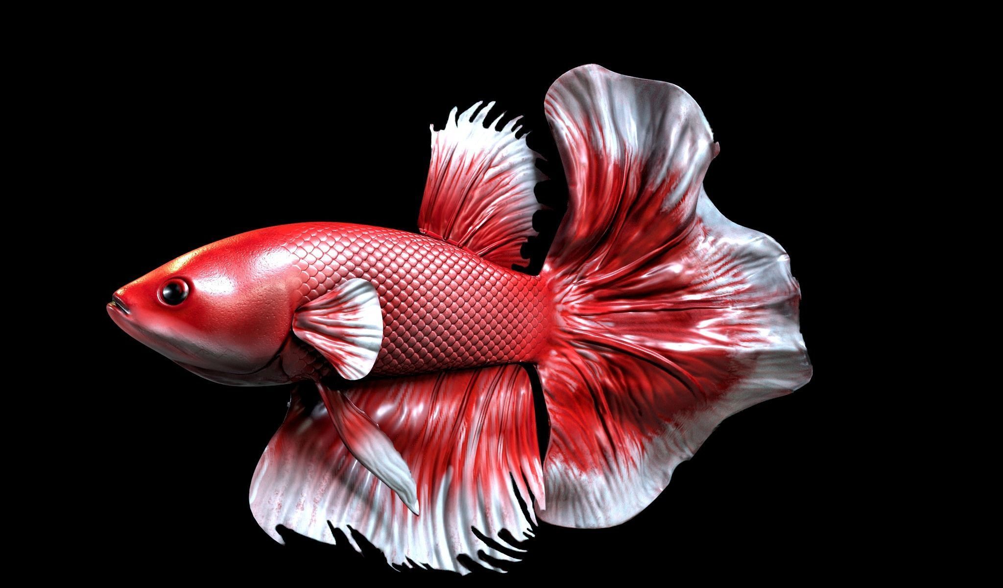 Betta fish Low-poly 3D model_7