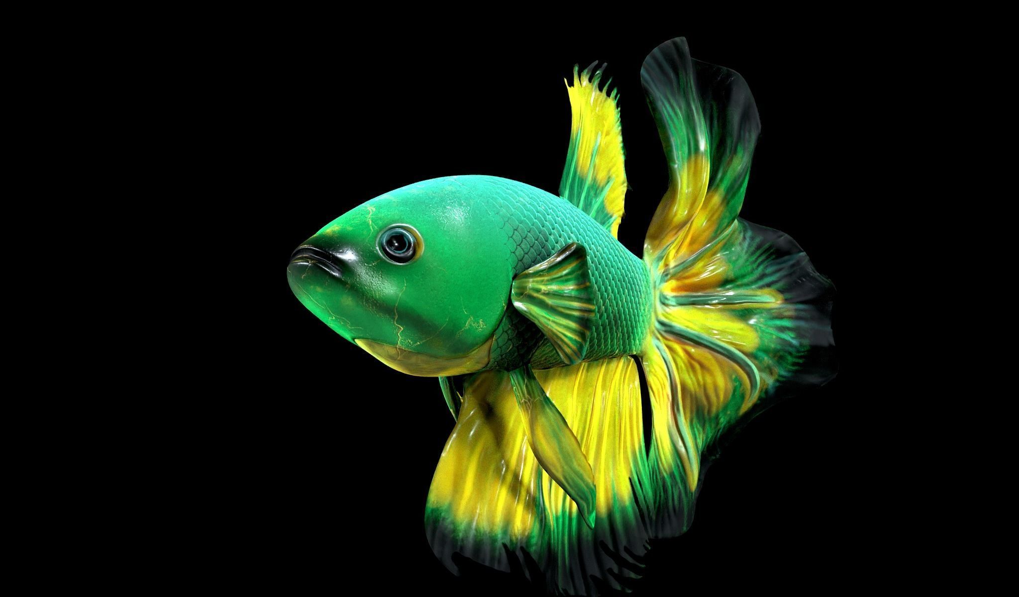 Betta fish Low-poly 3D model_11