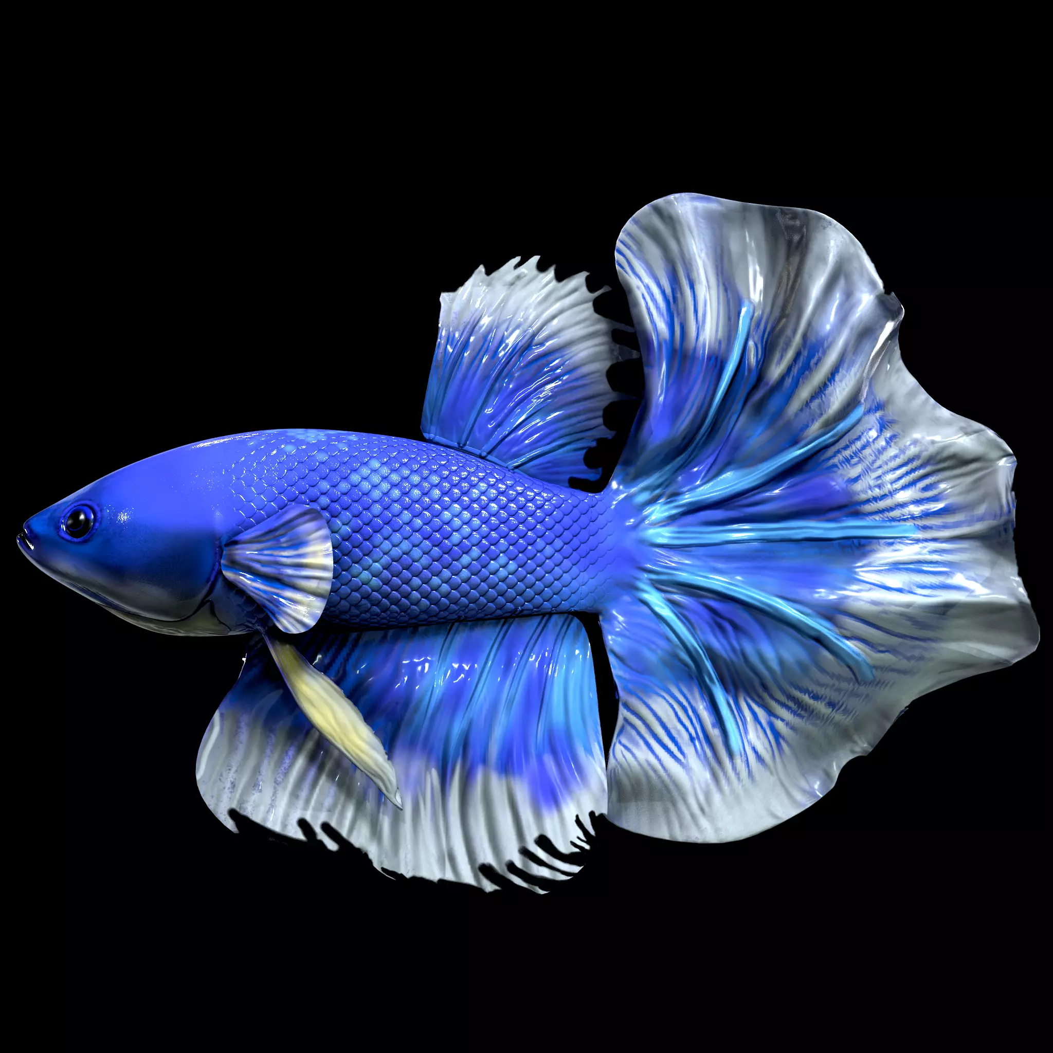 Betta fish Low-poly 3D model_0
