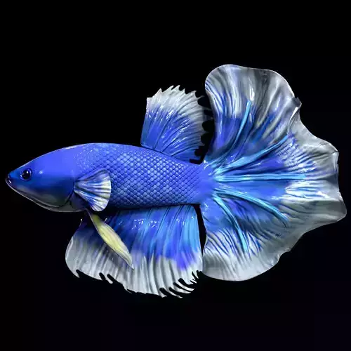 Betta fish Low-poly 3D model