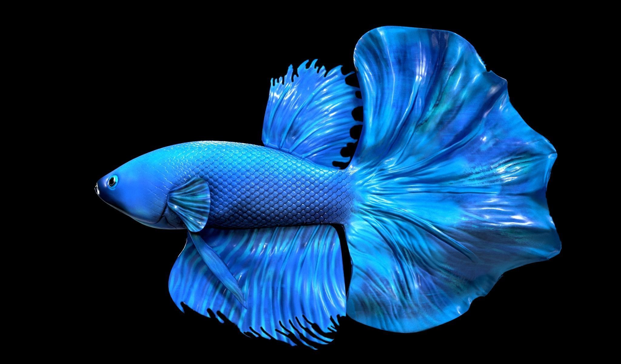 Betta fish Low-poly 3D model_13