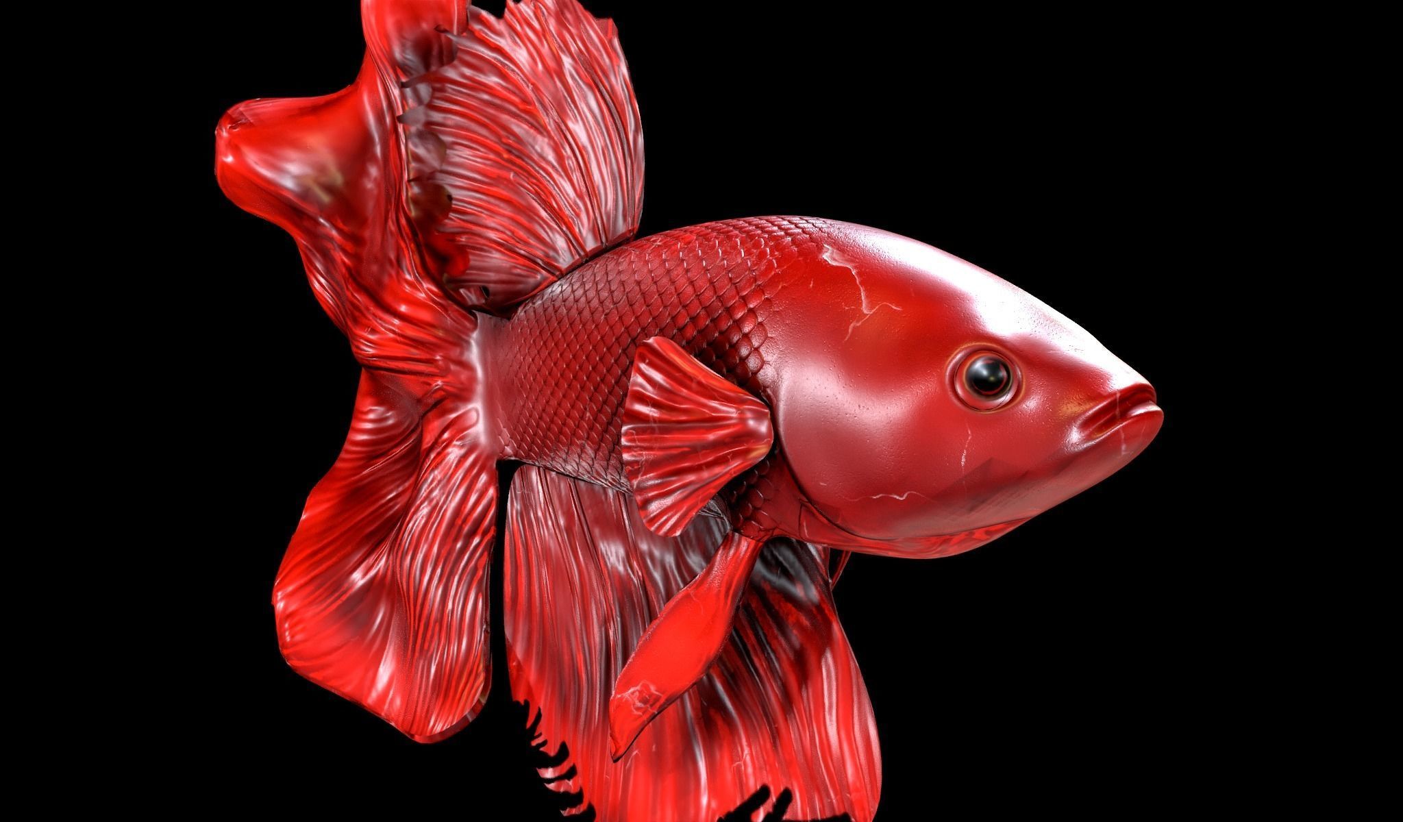 Betta fish Low-poly 3D model_15