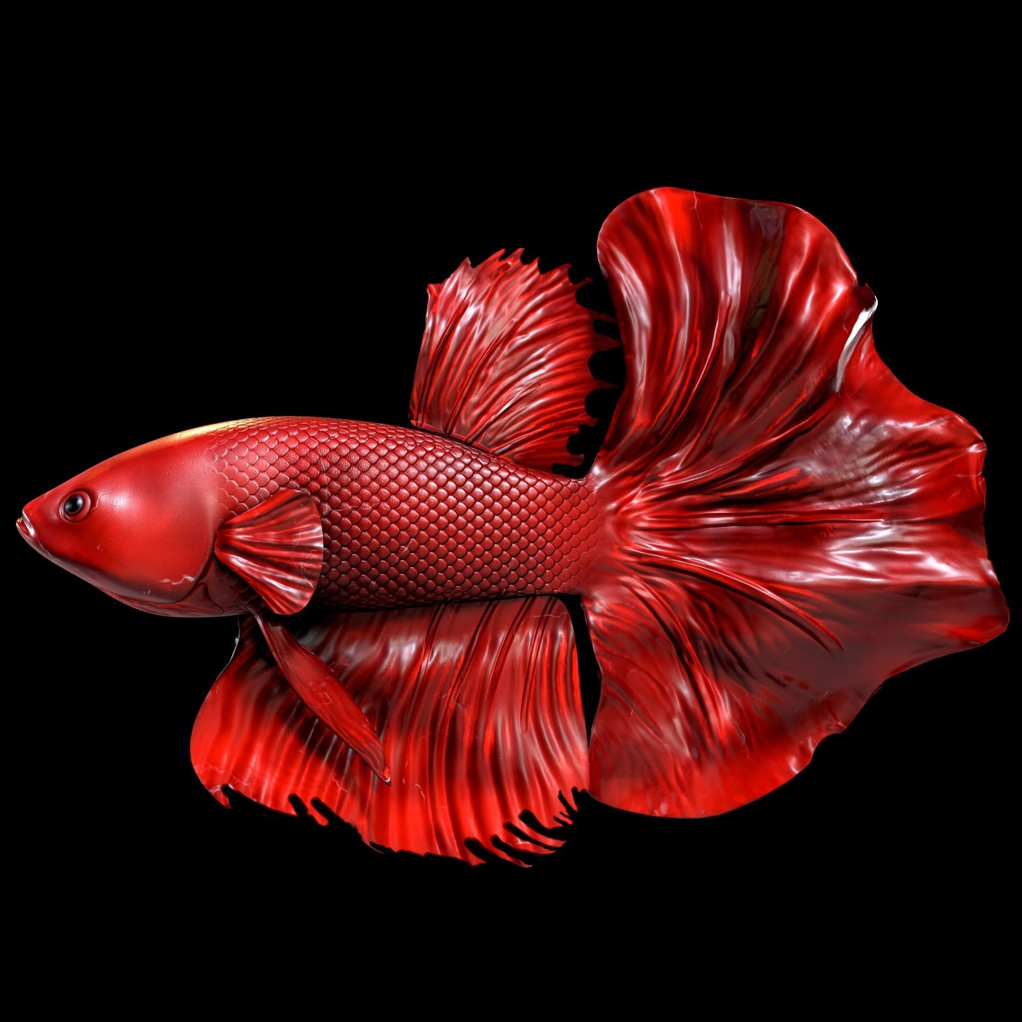 Betta fish Low-poly 3D model_14