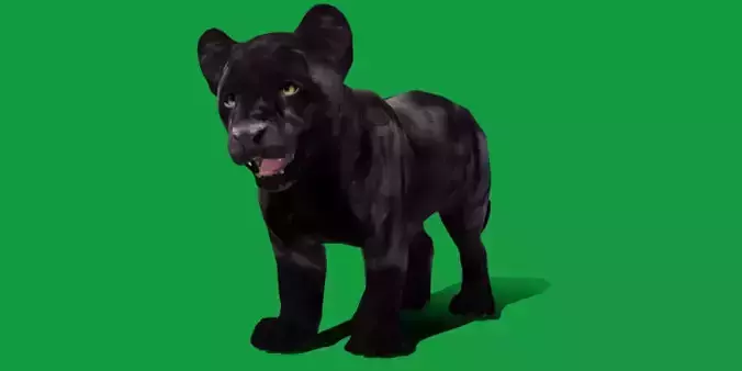 Baby Black Jaguar Cub