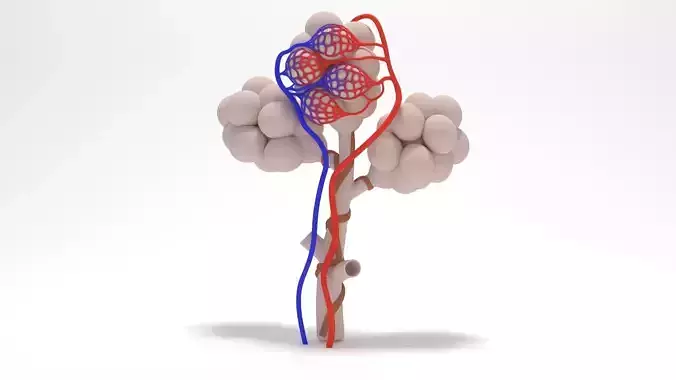 Alveoli of Human Lung 3D Model