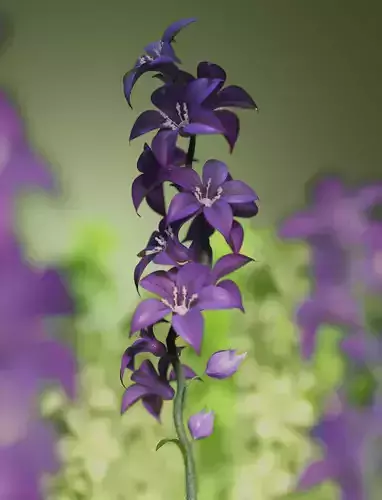 Purple Plant
