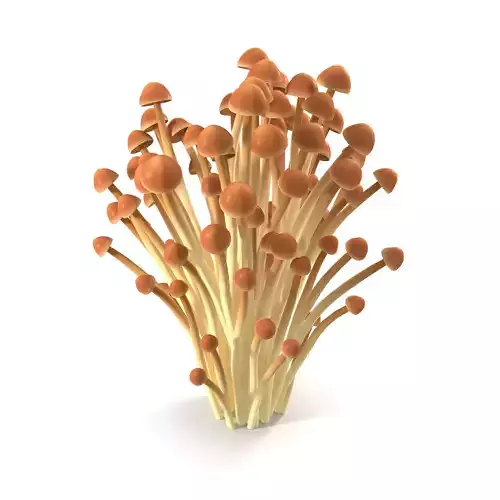 Brown Enoki mushrooms 3D model