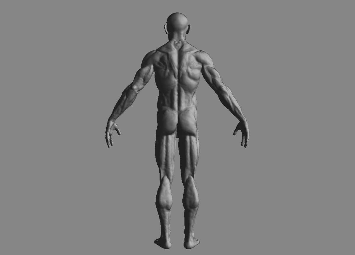 Man Body 3d Model with details  3D print model_2