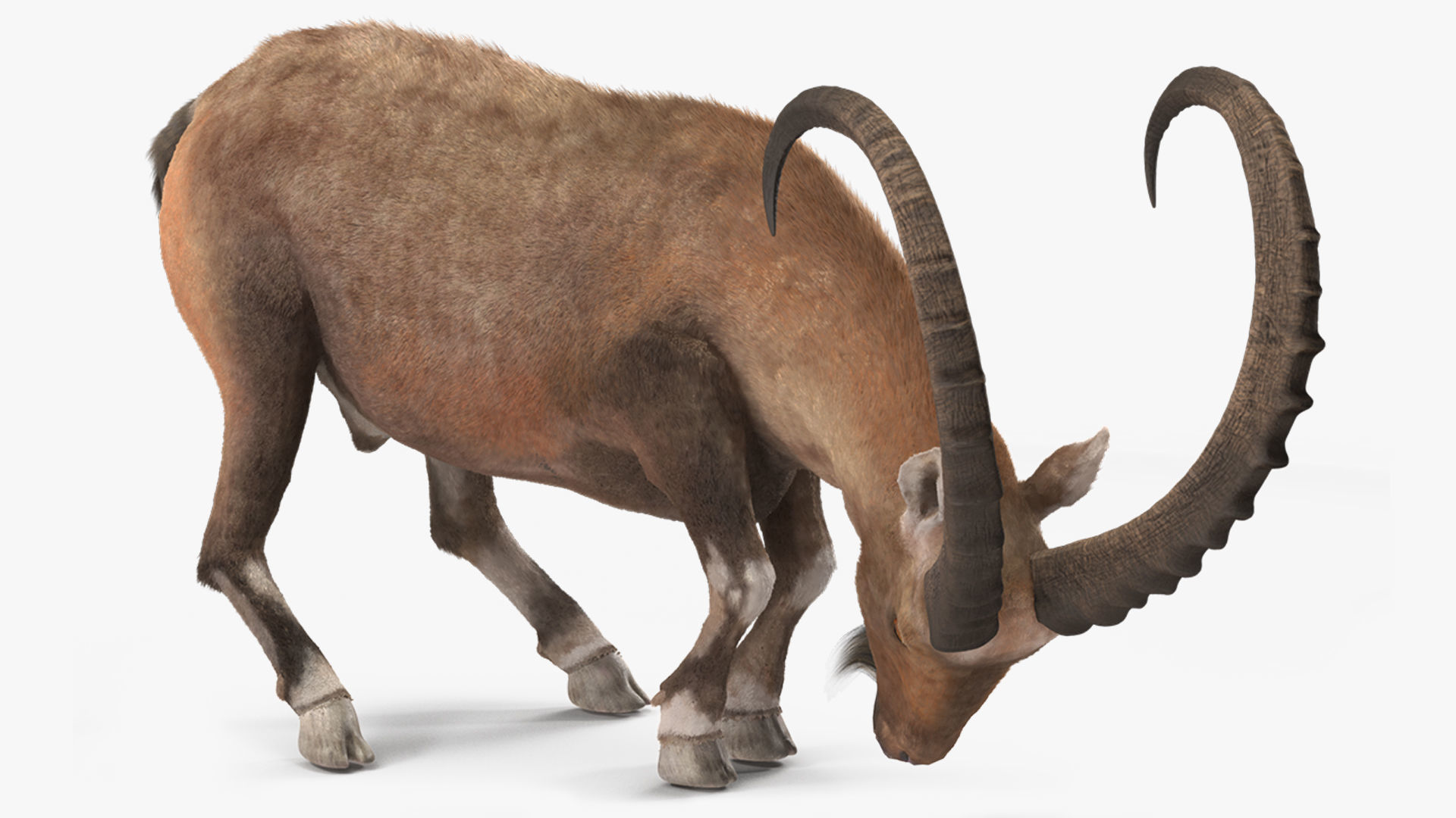 Alpine Ibex with Large Horns Fur 3D model