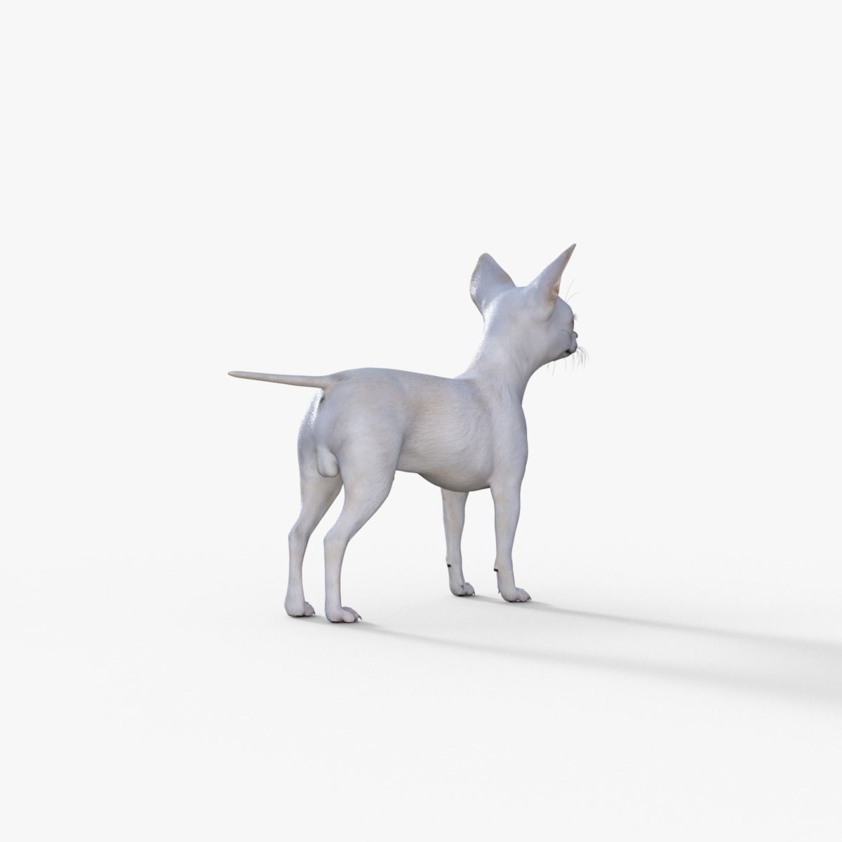 Cute 3D Chihuahua Dog Rigged 3D model_6