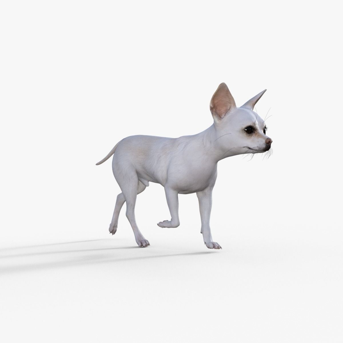 Cute 3D Chihuahua Dog Rigged 3D model_21