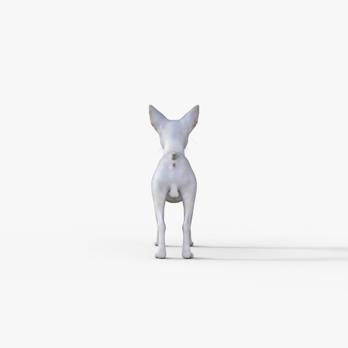 Cute 3D Chihuahua Dog Rigged 3D model_5