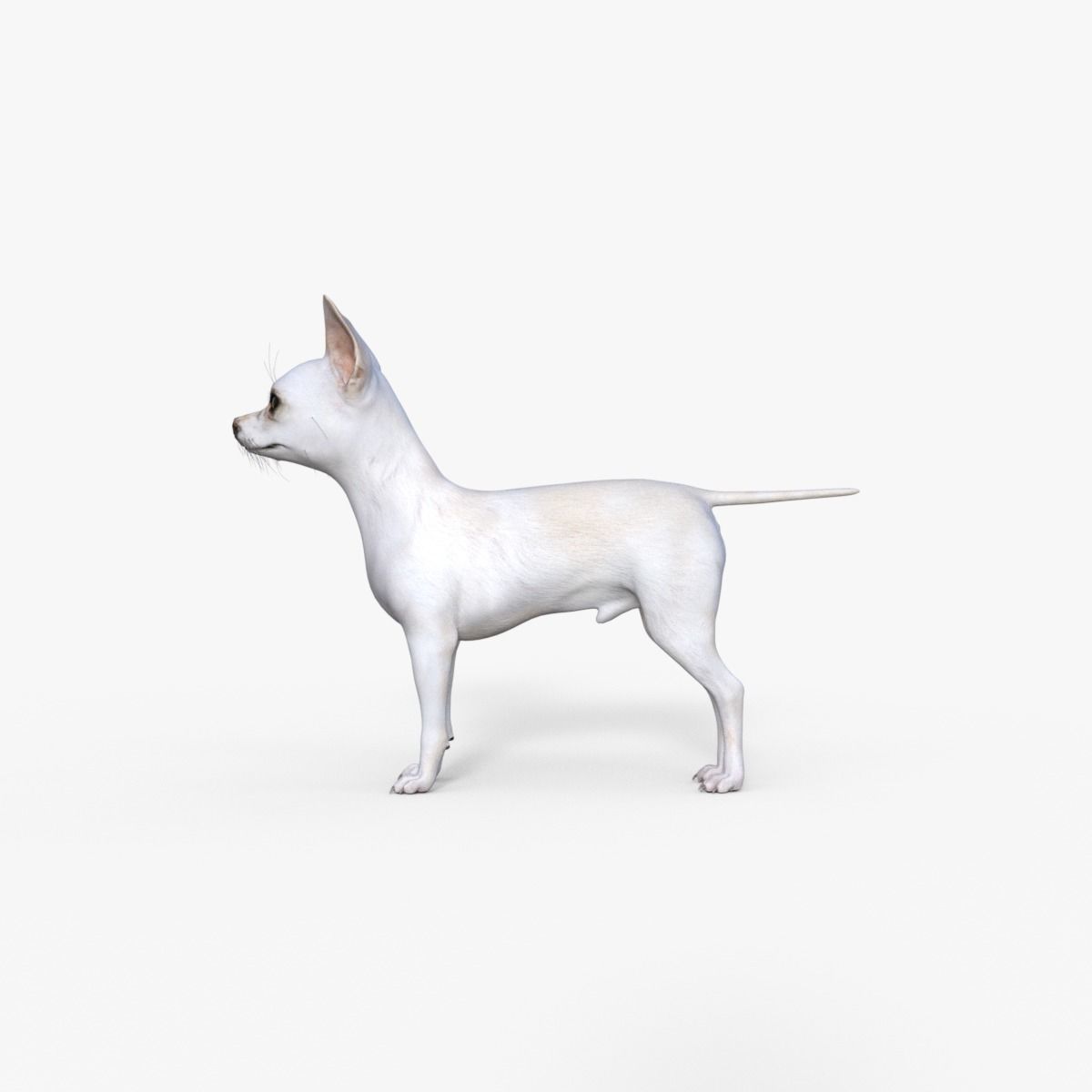 Cute 3D Chihuahua Dog Rigged 3D model_3