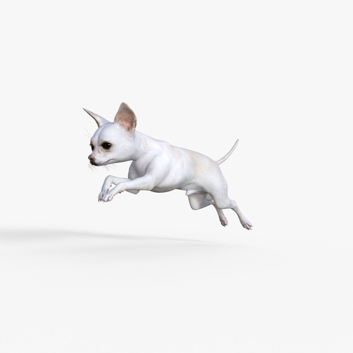 Cute 3D Chihuahua Dog Rigged 3D model_14