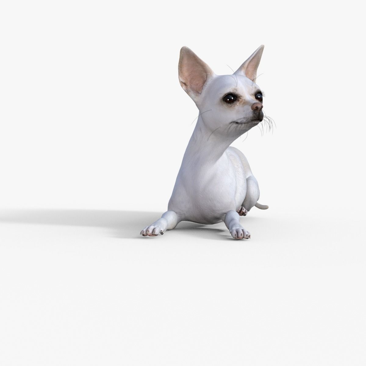 Cute 3D Chihuahua Dog Rigged 3D model_15