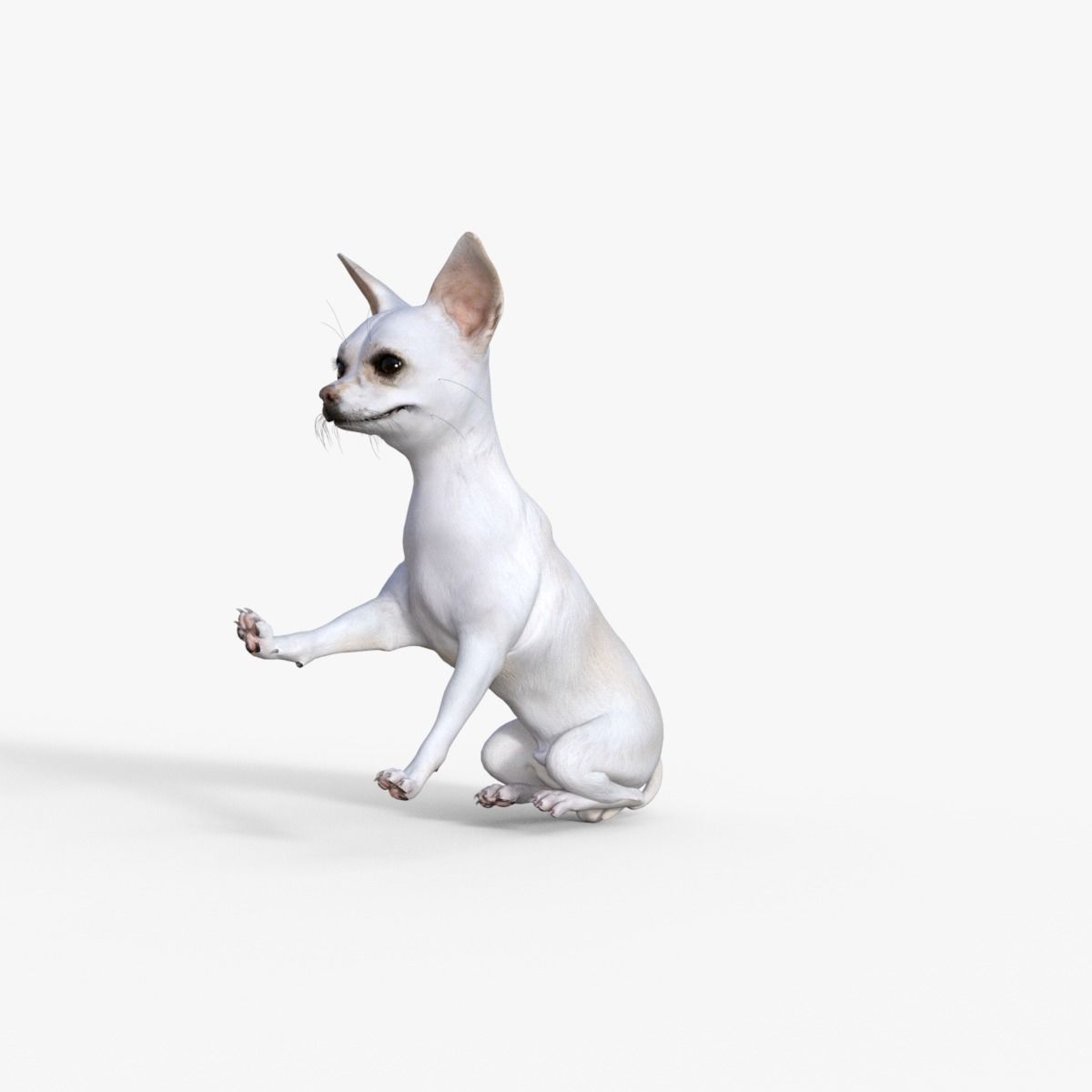 Cute 3D Chihuahua Dog Rigged 3D model_19