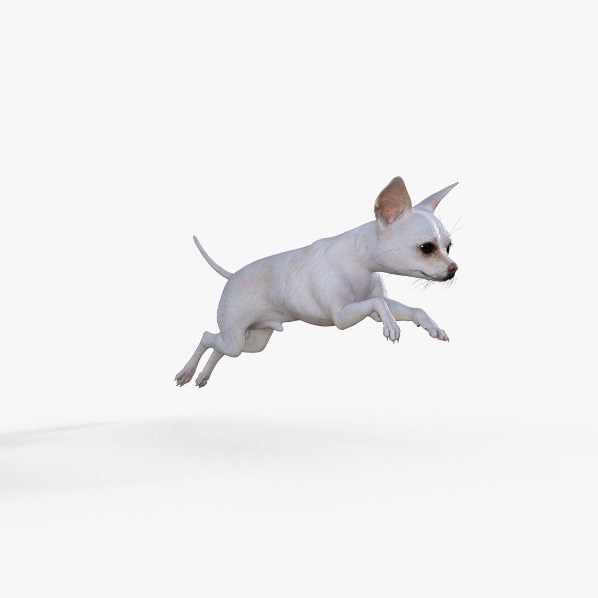 Cute 3D Chihuahua Dog Rigged 3D model_13