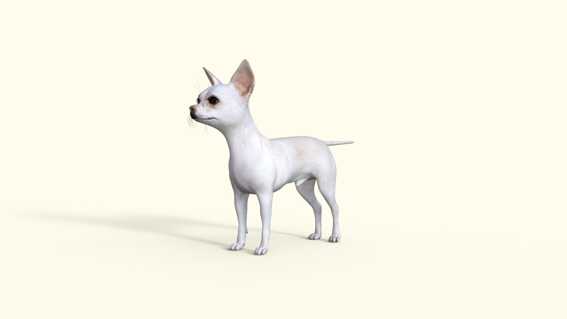 Cute 3D Chihuahua Dog Rigged 3D model_25