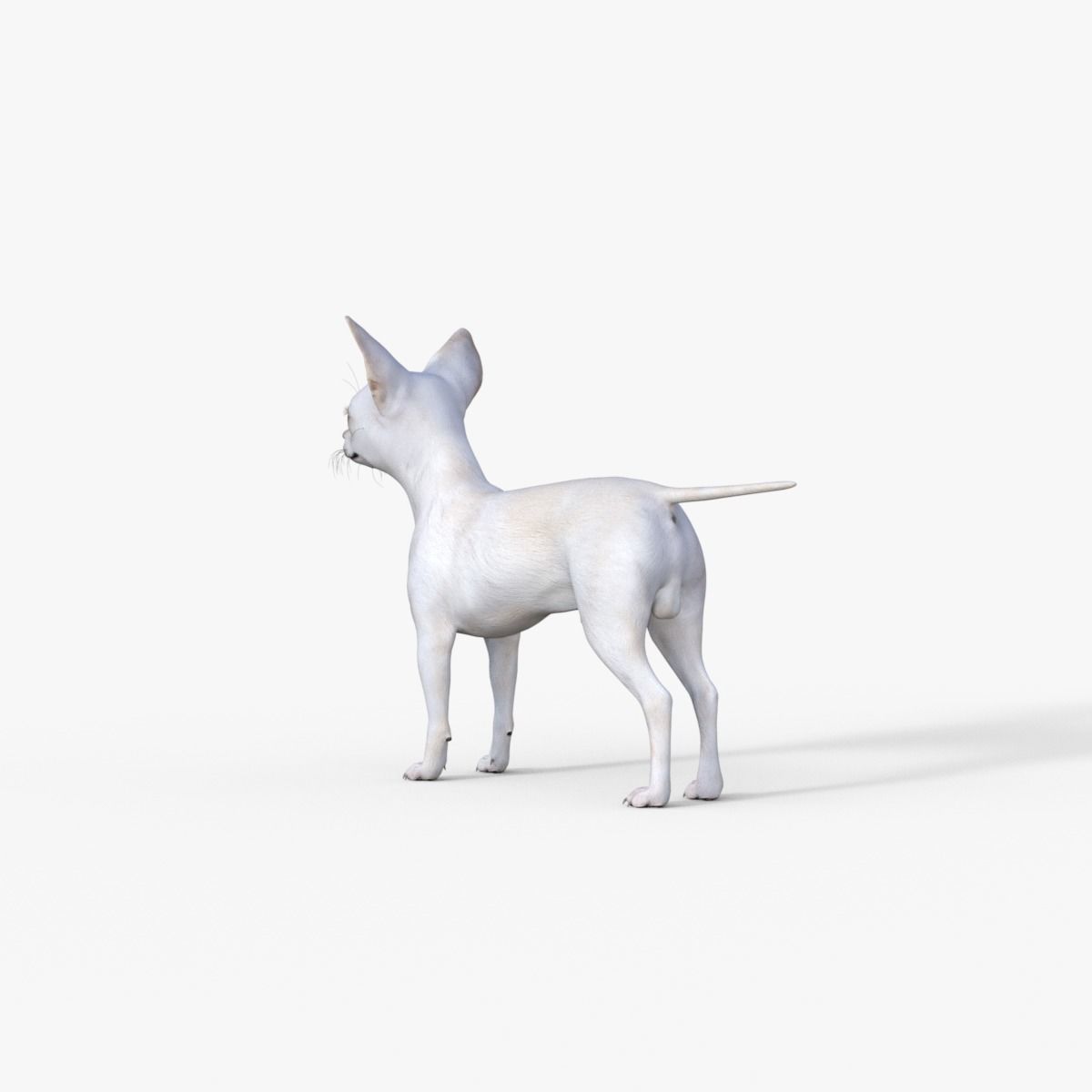 Cute 3D Chihuahua Dog Rigged 3D model_4