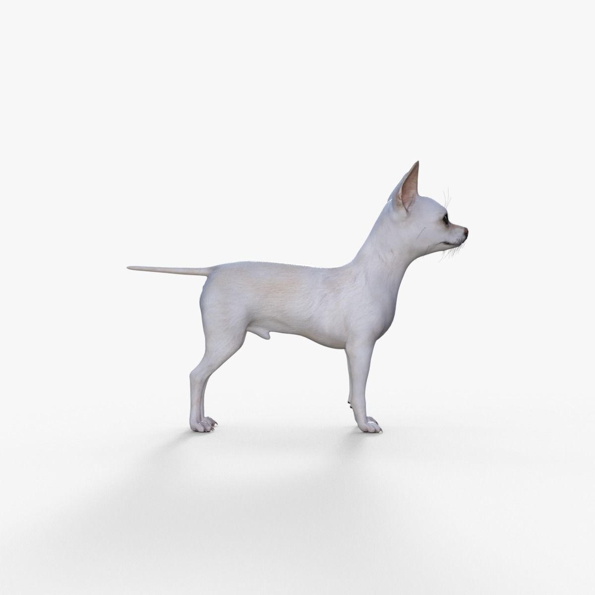 Cute 3D Chihuahua Dog Rigged 3D model_7