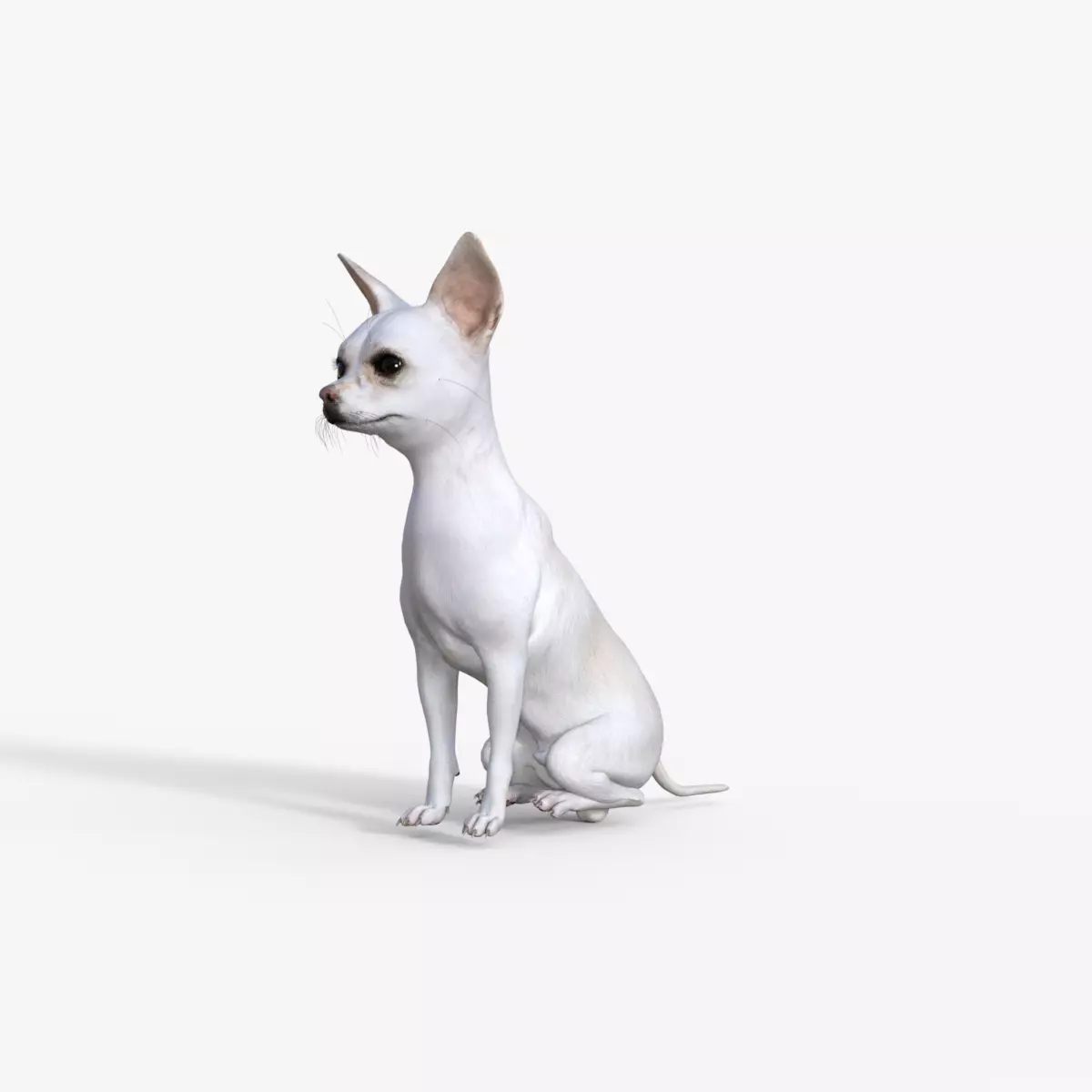 Cute 3D Chihuahua Dog Rigged 3D model_0