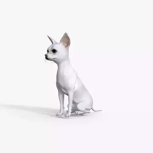 Cute 3D Chihuahua Dog Rigged