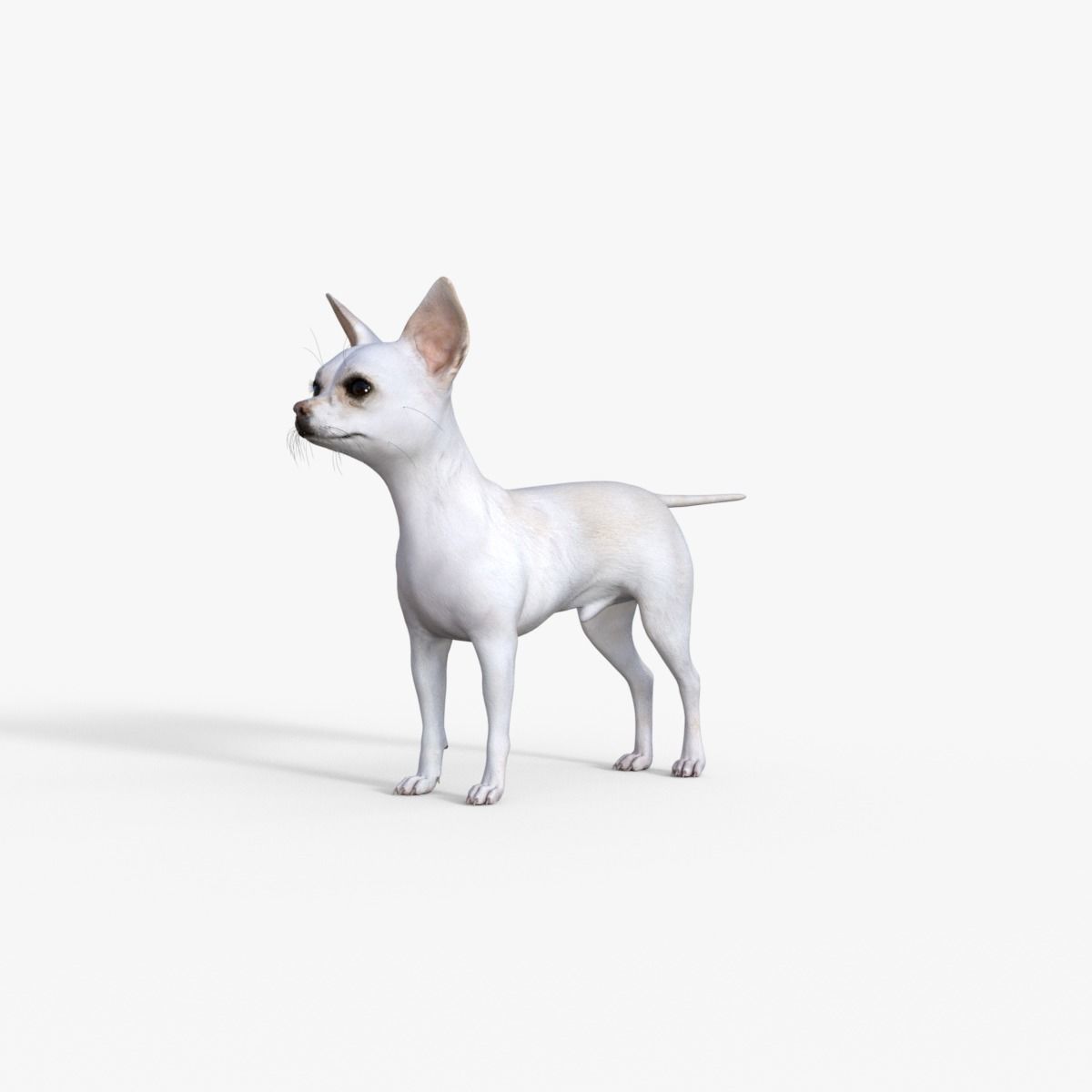 Cute 3D Chihuahua Dog Rigged 3D model_2