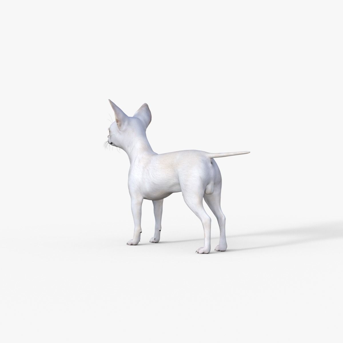 Cute 3D Chihuahua Dog Rigged 3D model_12