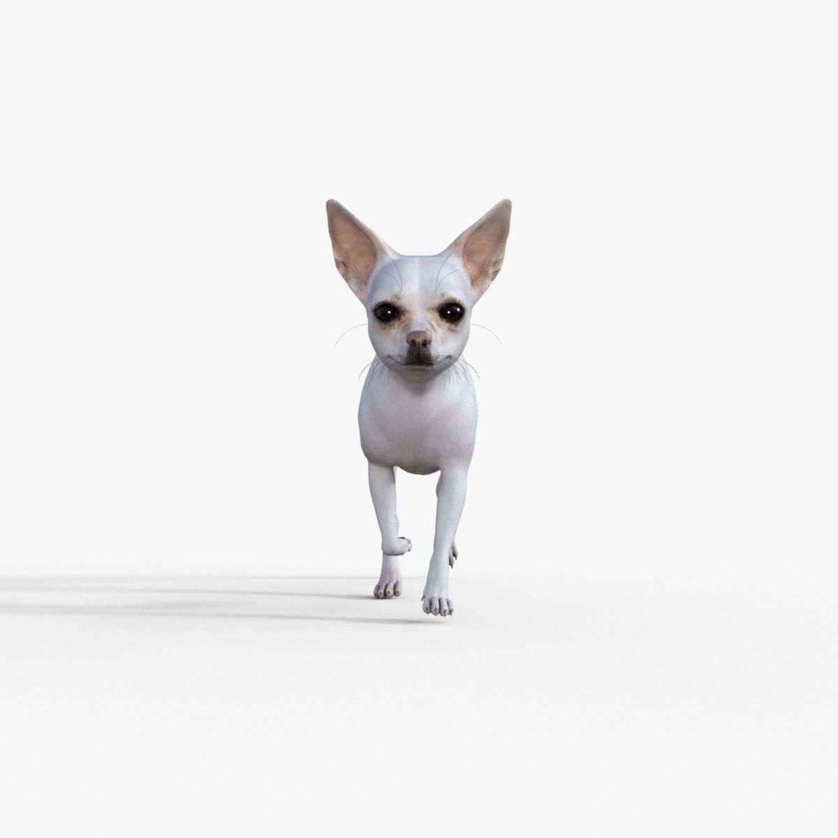 Cute 3D Chihuahua Dog Rigged 3D model_22