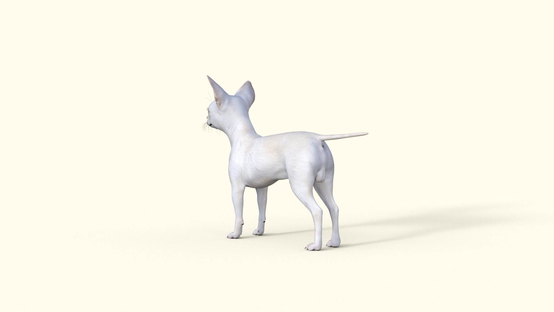 Cute 3D Chihuahua Dog Rigged 3D model_27