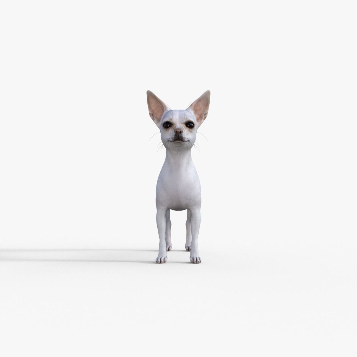 Cute 3D Chihuahua Dog Rigged 3D model_9