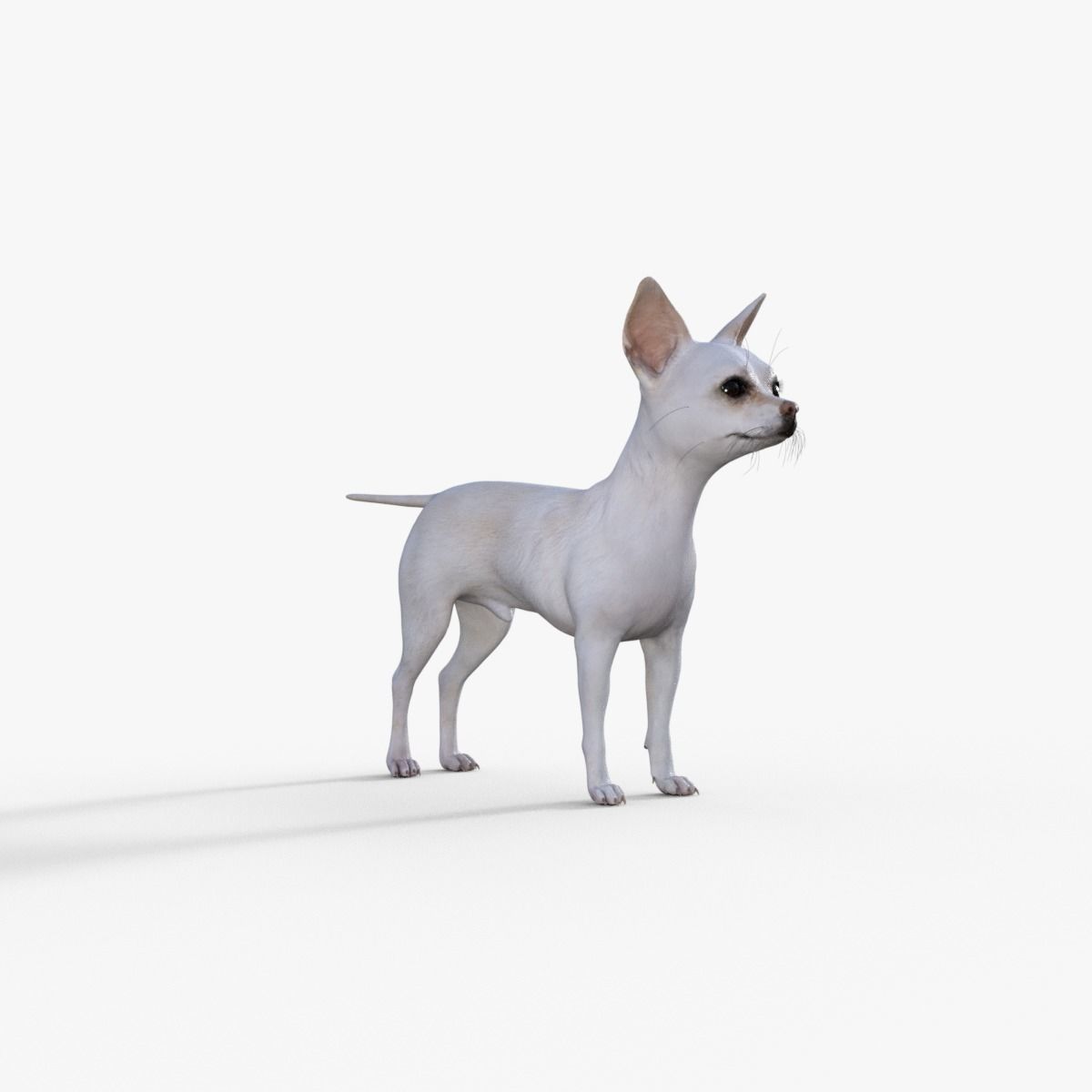 Cute 3D Chihuahua Dog Rigged 3D model_8