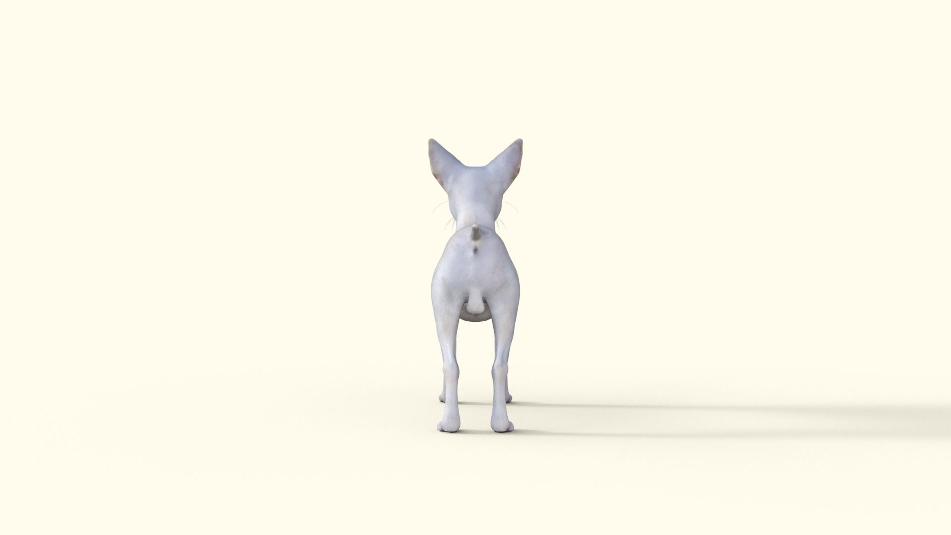 Cute 3D Chihuahua Dog Rigged 3D model_28