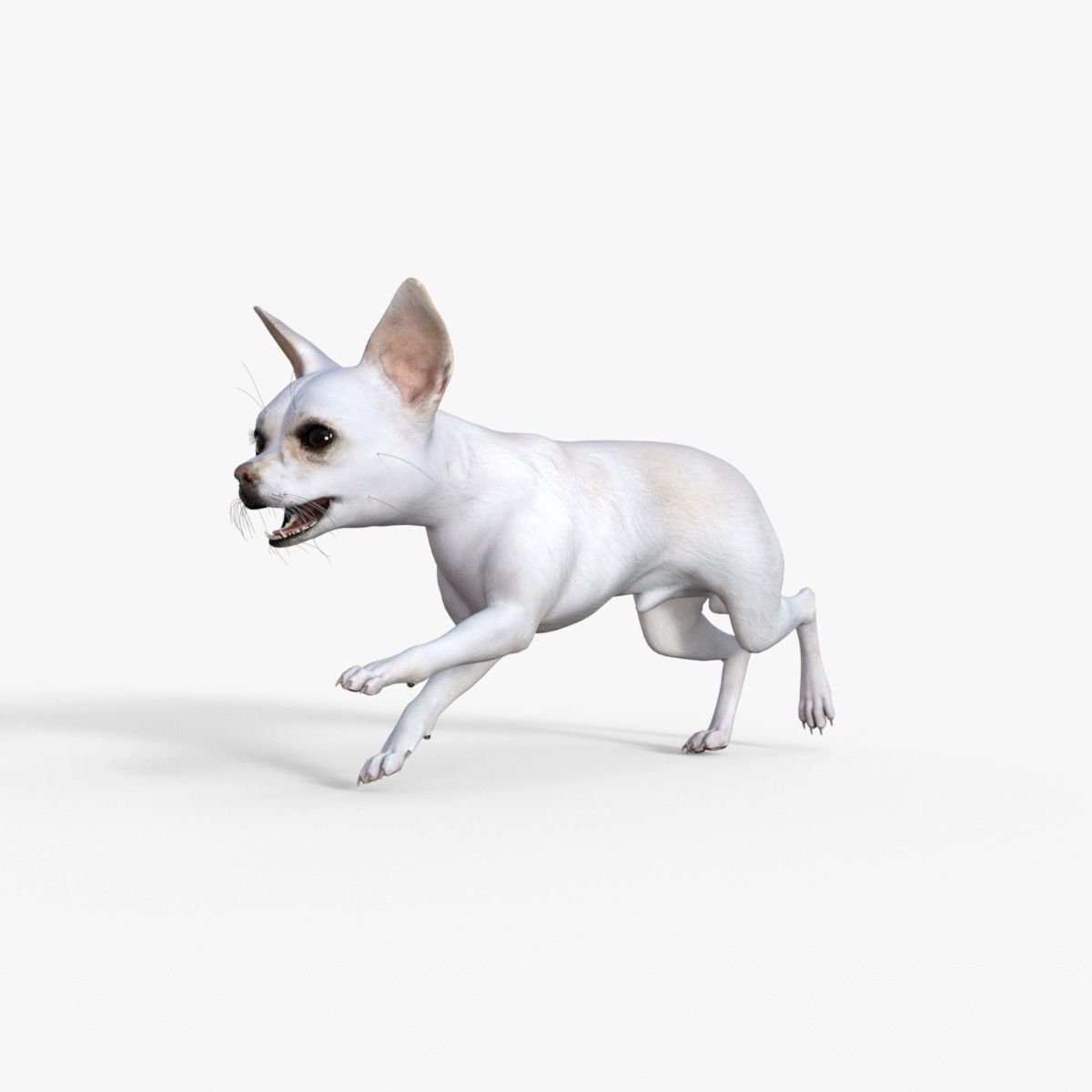 Cute 3D Chihuahua Dog Rigged 3D model_18