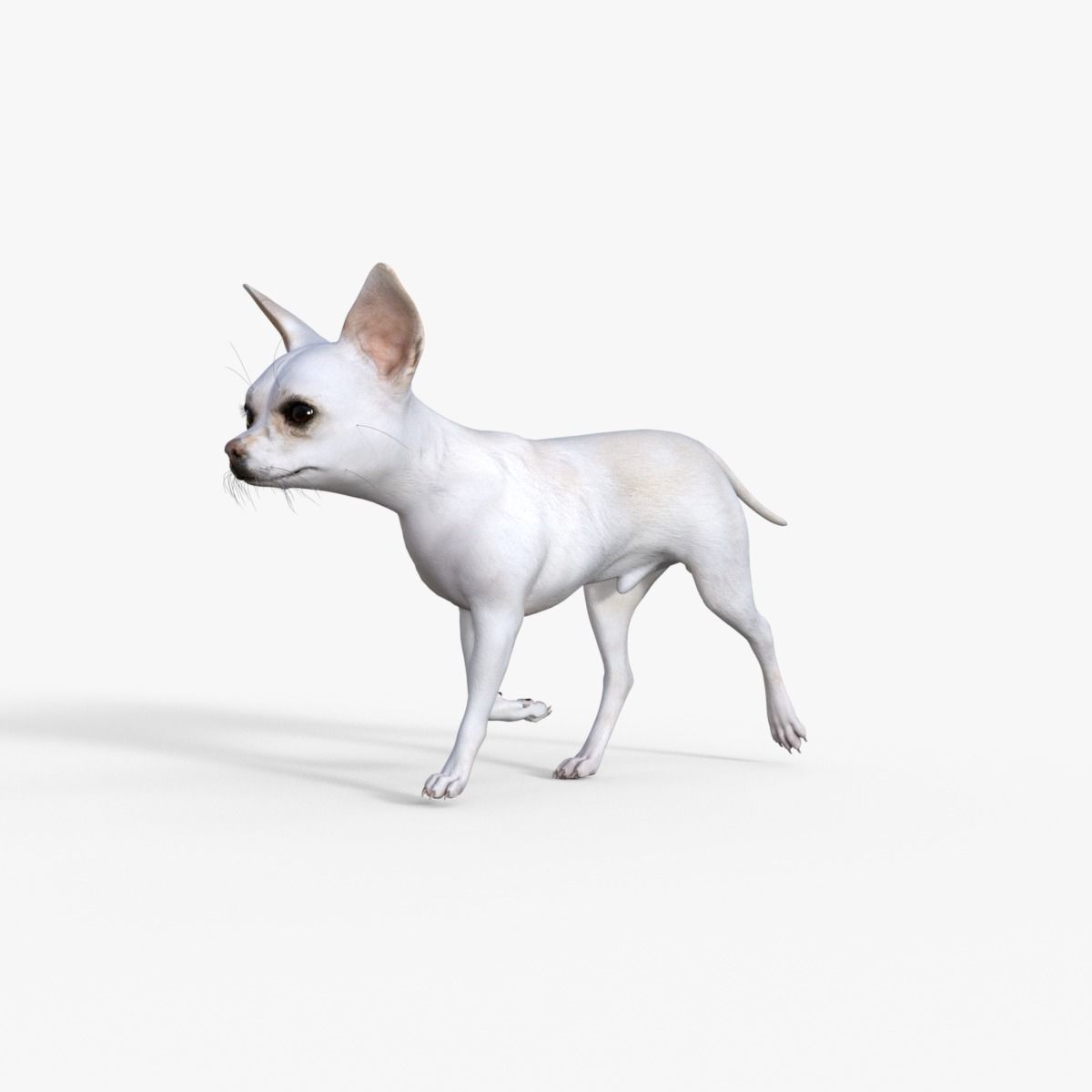 Cute 3D Chihuahua Dog Rigged 3D model_20