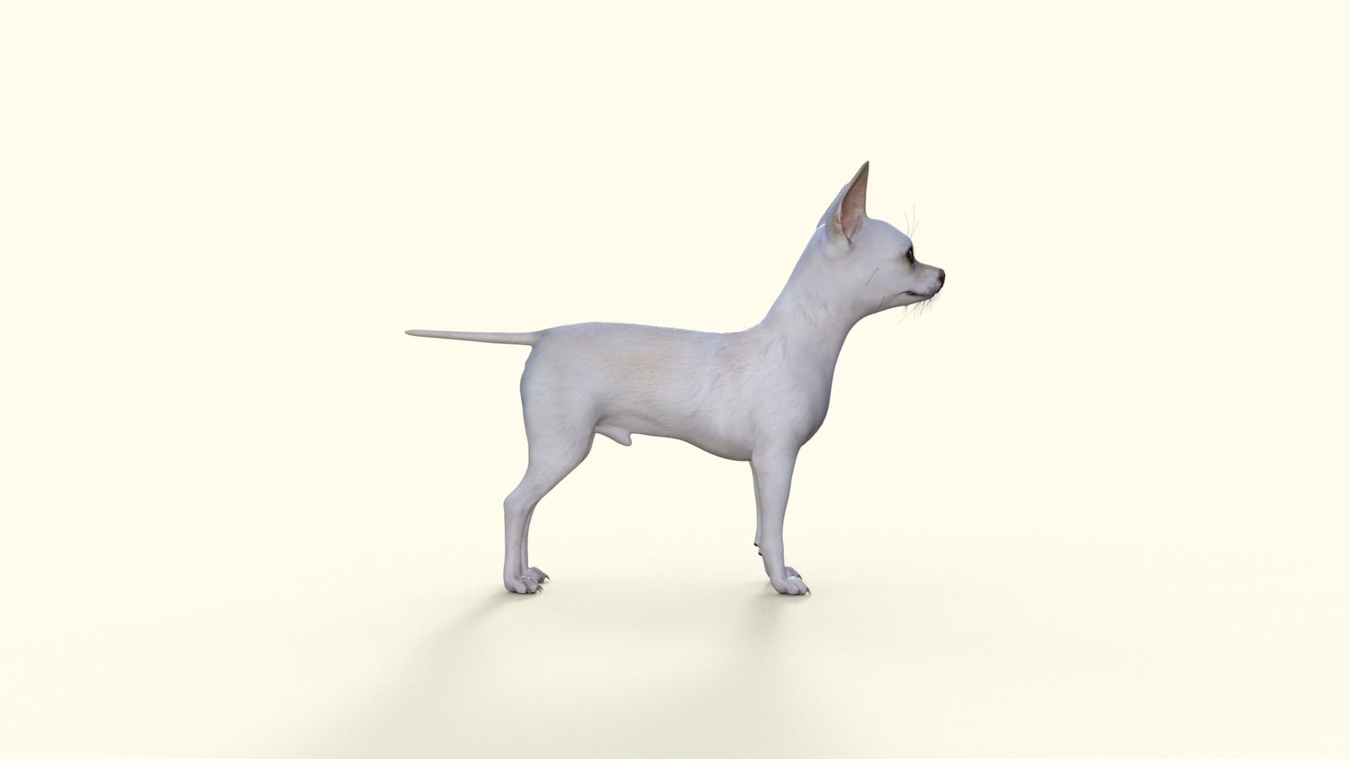 Cute 3D Chihuahua Dog Rigged 3D model_30