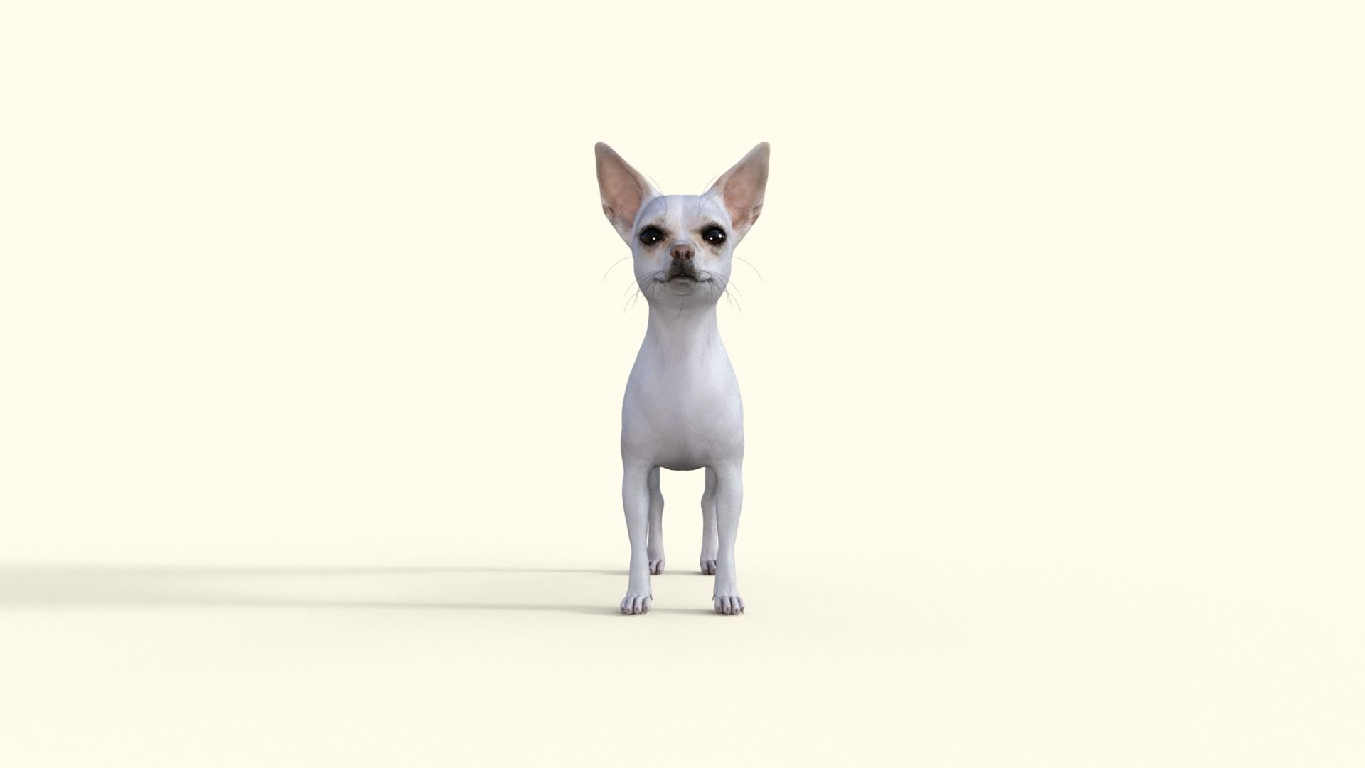 Cute 3D Chihuahua Dog Rigged 3D model_32