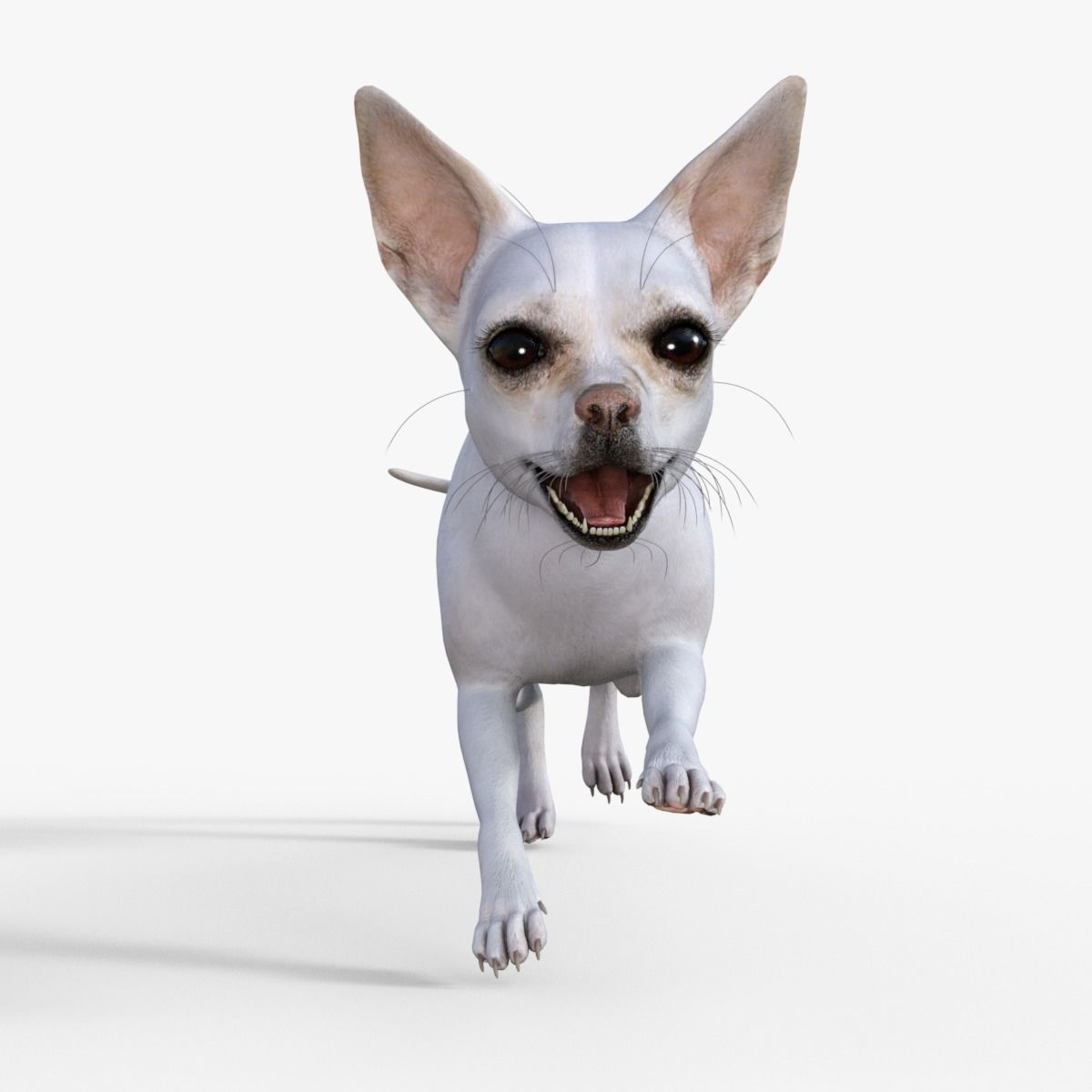Cute 3D Chihuahua Dog Rigged 3D model_17