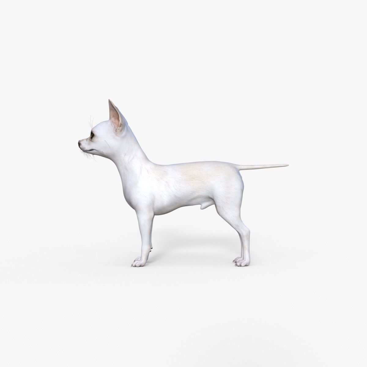Cute 3D Chihuahua Dog Rigged 3D model_11