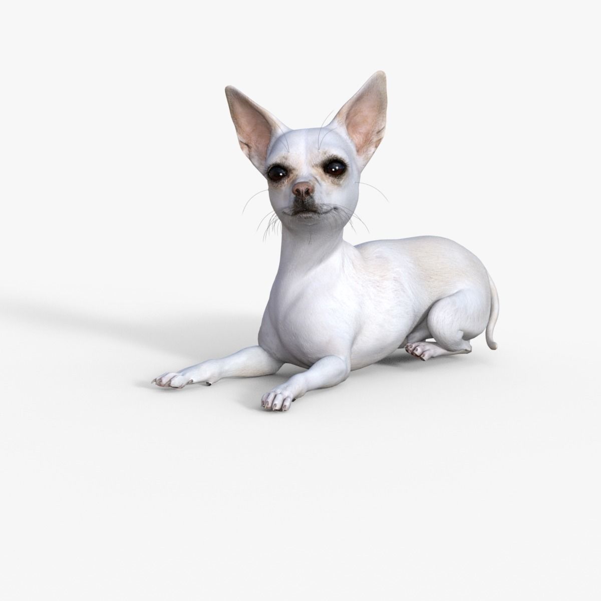 Cute 3D Chihuahua Dog Rigged 3D model_16