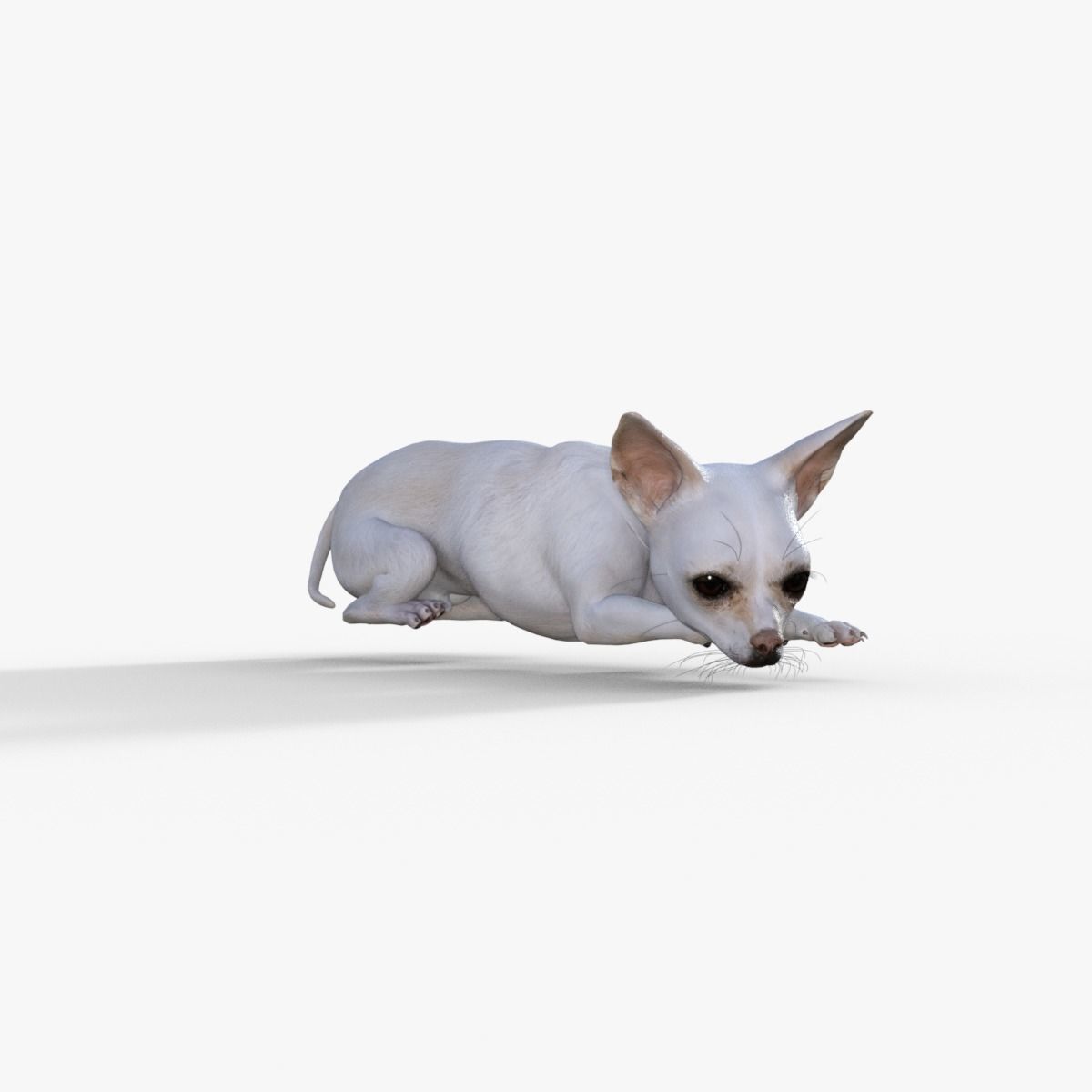 Cute 3D Chihuahua Dog Rigged 3D model_23