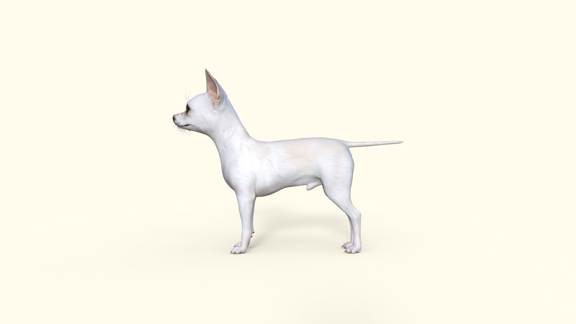 Cute 3D Chihuahua Dog Rigged 3D model_26