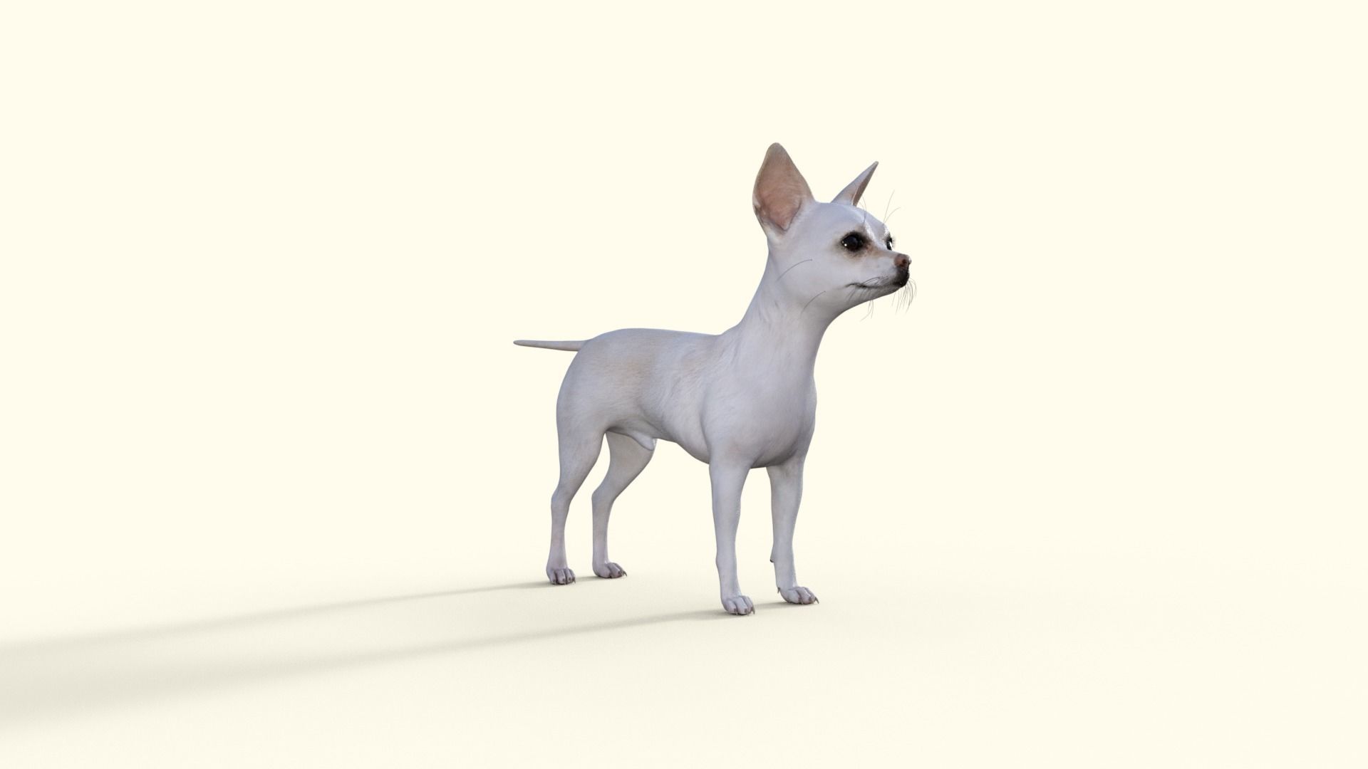 Cute 3D Chihuahua Dog Rigged 3D model_31