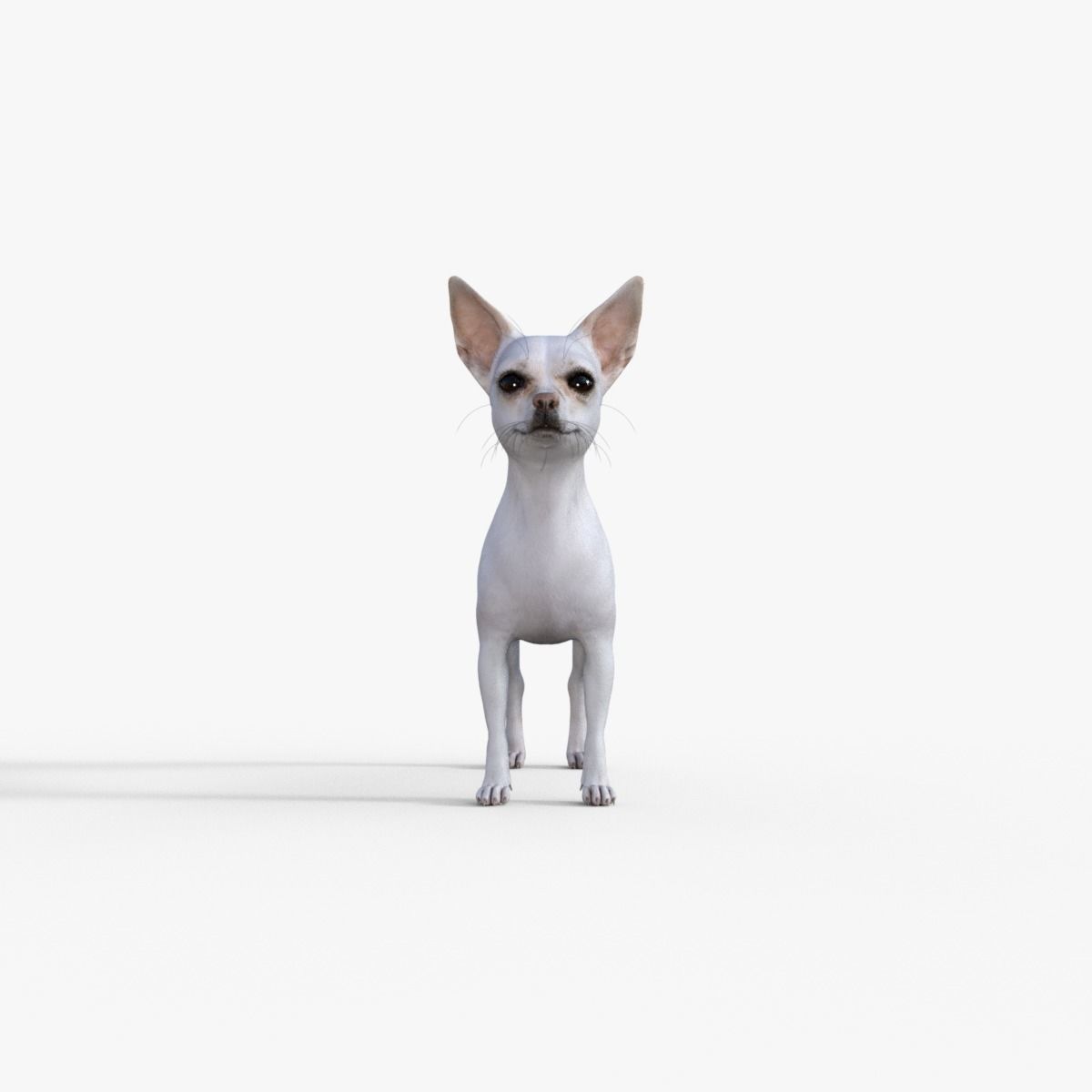 Cute 3D Chihuahua Dog Rigged 3D model_1