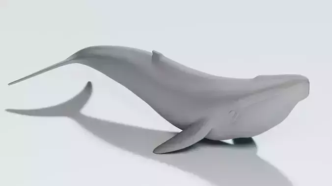 whale