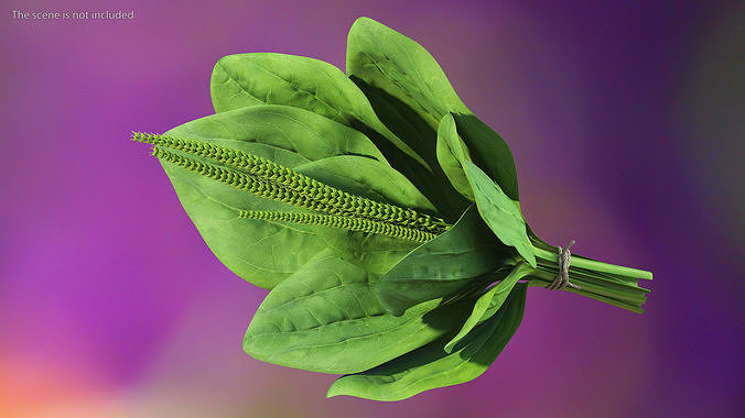 Broadleaf Plantain Herb Plant 3D model 4