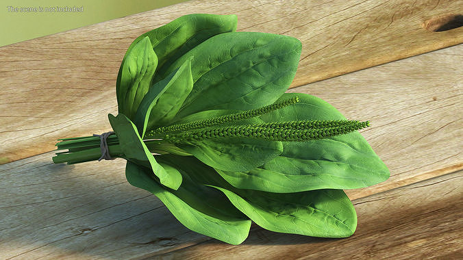 Broadleaf Plantain Herb Plant 3D model