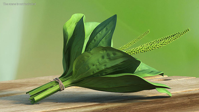 Broadleaf Plantain Herb Plant 3D model 2