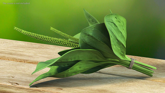 Broadleaf Plantain Herb Plant 3D model 3